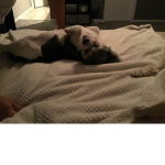 ~The dogs~