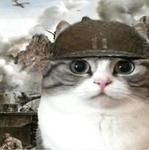 1st Regiment of Kittens