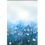 (Butterflies)