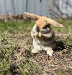 (THE BUNNY CLAN)