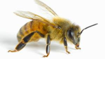 bees united yes