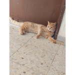 جماعة سييييي كرستيانو رونالدو