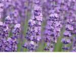 ・bloom・