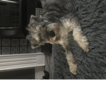 That barking creator company