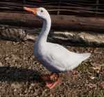 Cool goose (FGTeeV fan)