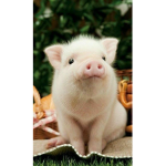 Piggo squad