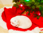 Crimson Kittens