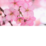 Pink Fleur