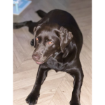 Zoë roblox