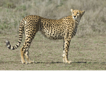 Savannah Lands (WIP)