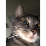 Funny Cats Studio’s