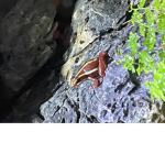 Great great frog group