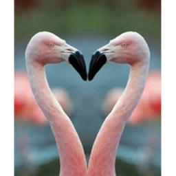 Game For Flamingo icon