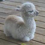 The Llama Gods