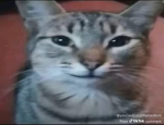 A N G 3 L 5