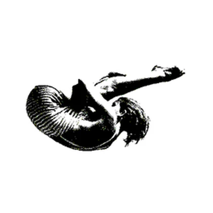 lifesfleeting Roblox group icon
