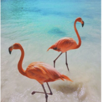 Flamingopandiesquad
