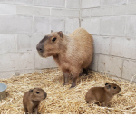 CAPYBARAWASTAKEN