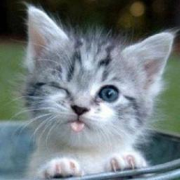 kittens!(Read the description)