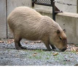 Survive the killer capybara in the sorta backrooms