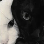 ‘kittin Group Thumbnail
