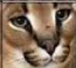 the sussy catsss v2