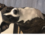 So I can give people bobux