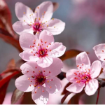 H.L.I Blossoms