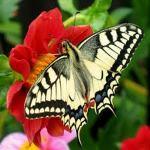 Butterfly Wing Production