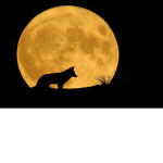 Mooni animals