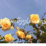 SweetyyLemons