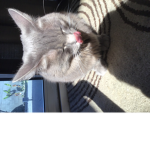 Cats or on fire