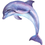Purple Dolphin Studios