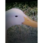 The weird ducks are coming back