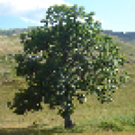Oakfall Studios