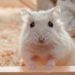 HAMSTER, INC