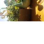 Plant and Plant