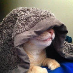 roblox Official Team Cat