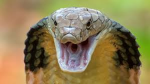 Venom Compaction Competition