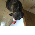 My Puppy Chatter Group of ItsGabe_Playz