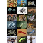 House Of Animals