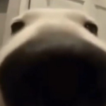 Rynity
