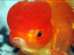 Red friend