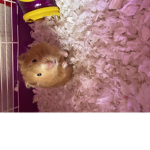 hamster page