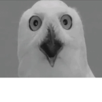 ام حجاب