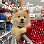 Aesthetic Angeles