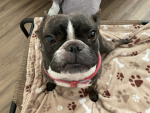 PuppySquad143