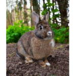 bunnys forever bunnys