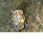 TU | Turtle United