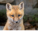 The Fox gruppe